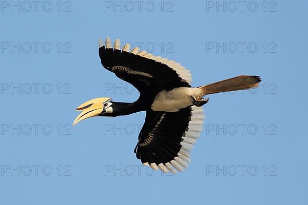 Oriental Pied Hornbill