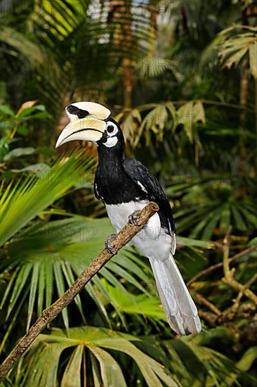 Oriental pied hornbills