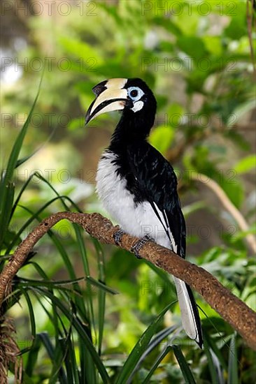 Oriental pied hornbills