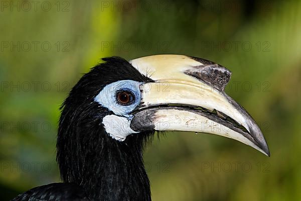 Oriental pied hornbills