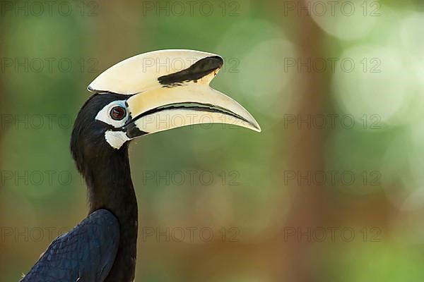 Oriental pied hornbills