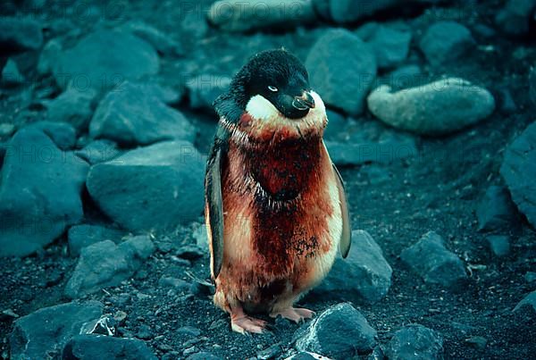 Adelie penguin