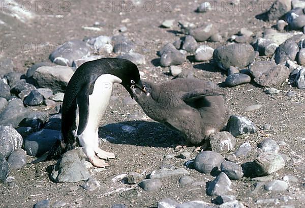 Adelie penguin