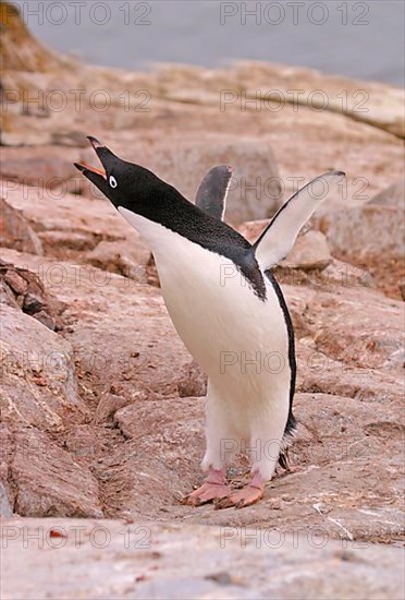 Adelie Penguin Roaring