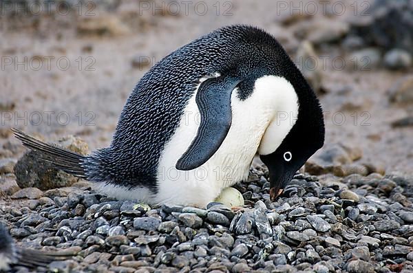 Adelie penguin