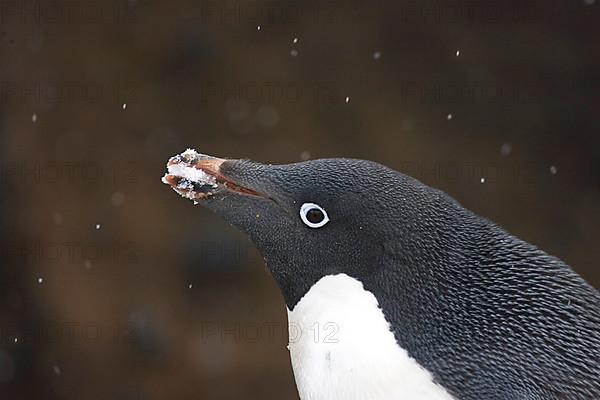 Adelie penguin