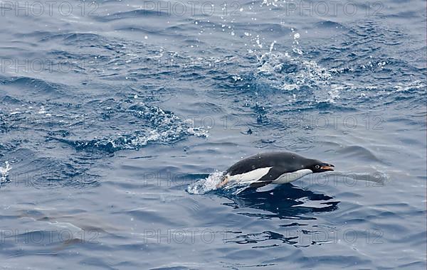 Adelie penguin