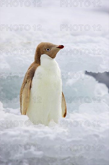 Adelie penguin