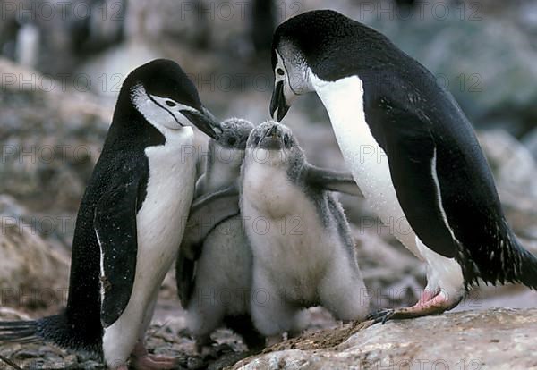 Chinstrap Penguin