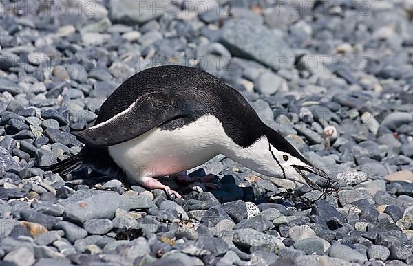 Chinstrap Penguin