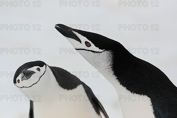 Chinstrap Penguin