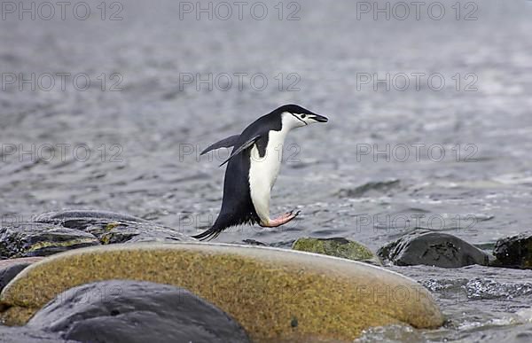 Chinstrap Penguin