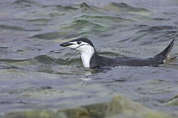 Chinstrap Penguin