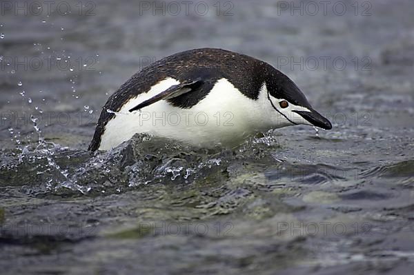 Chinstrap Penguin