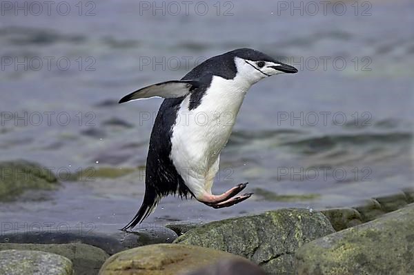 Chinstrap Penguin