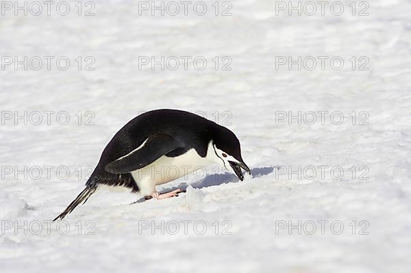 Chinstrap Penguin