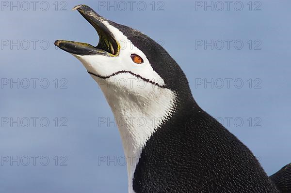 Chinstrap Penguin