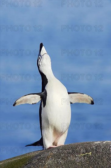 Chinstrap Penguin