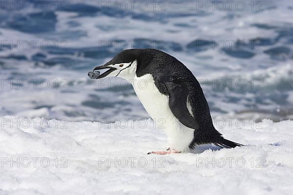 Chinstrap penguin