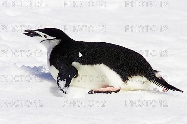 Chinstrap Penguin