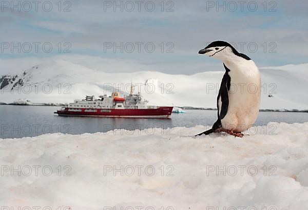 Chinstrap Penguin