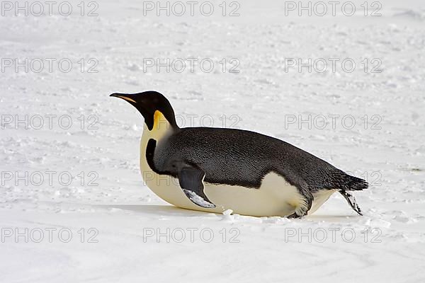 Emperor penguin