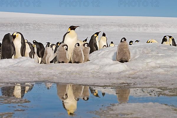 Emperor penguin