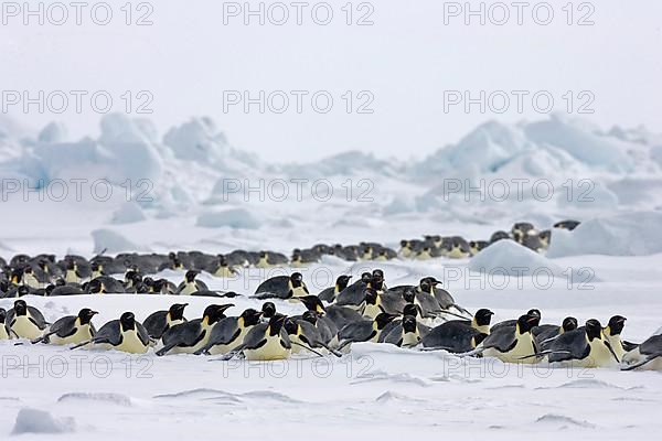 Emperor penguin