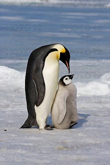 Emperor penguin