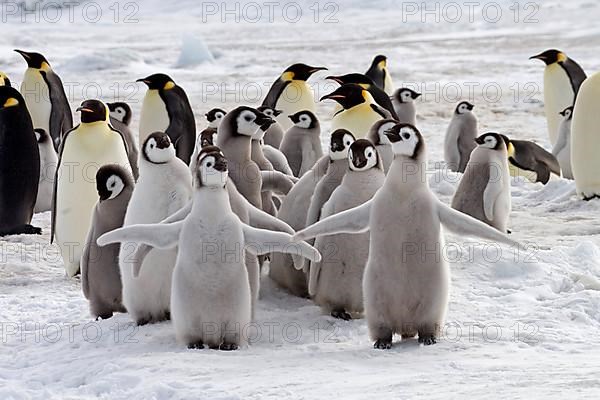 Emperor penguin