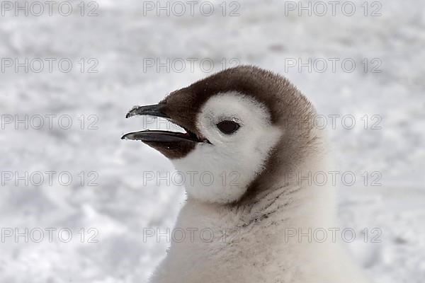 Emperor penguin