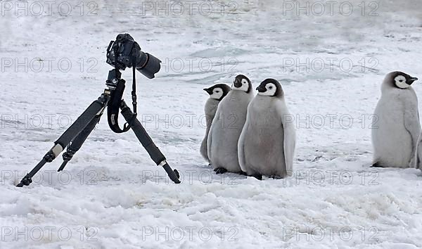 Emperor penguin