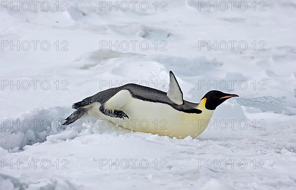 Emperor penguin