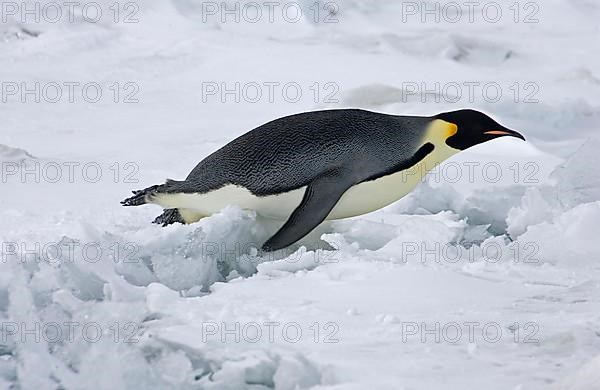 Emperor penguin
