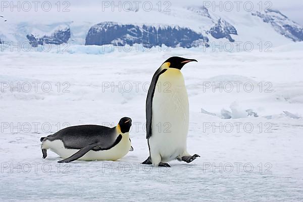 Emperor penguin