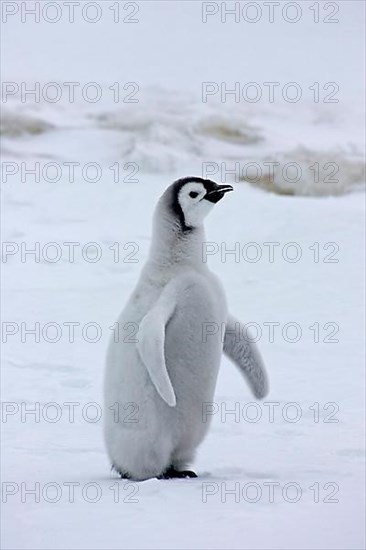 Emperor penguin