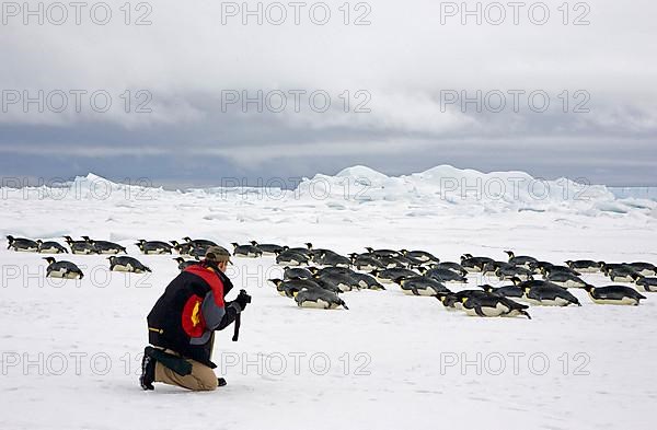 Emperor penguin