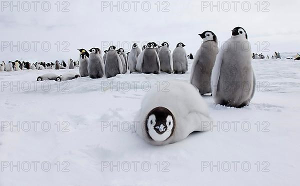 Emperor penguin