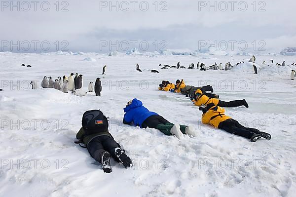 Emperor penguin