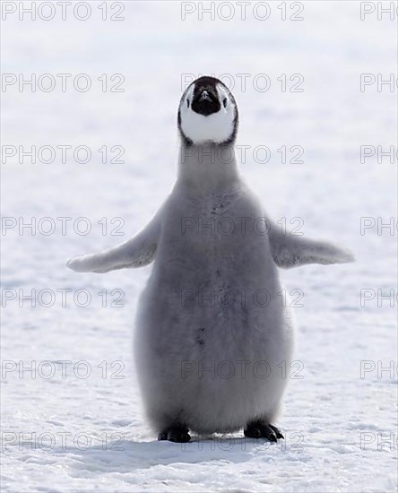 Emperor penguin