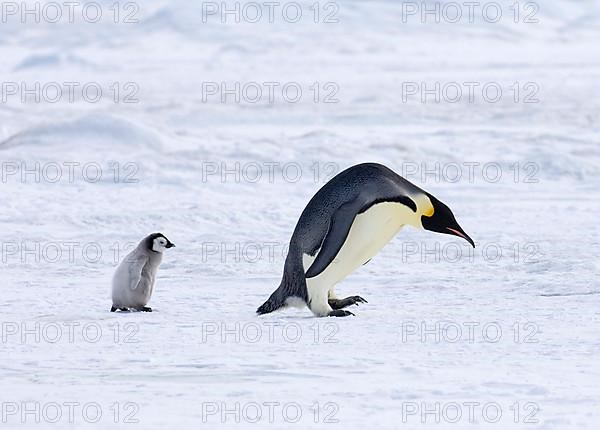 Emperor penguin