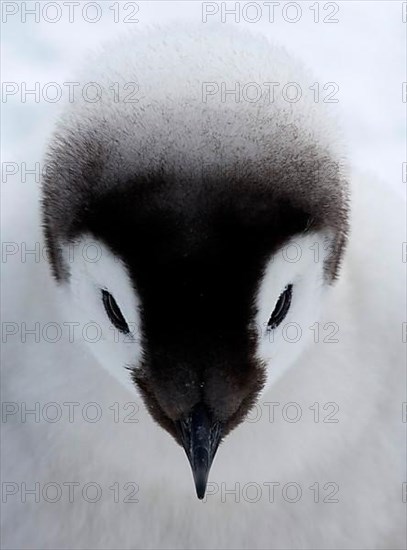 Emperor penguin