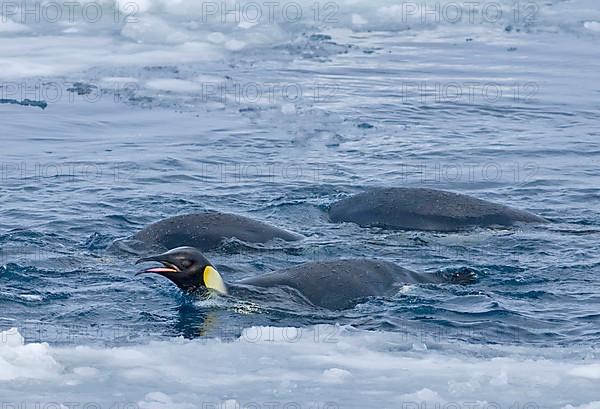 Emperor penguin