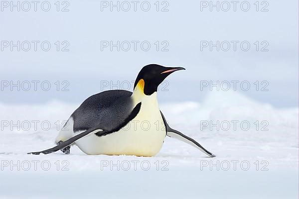 Emperor penguin