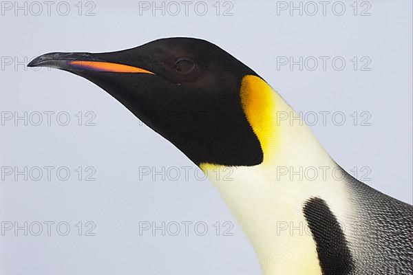 Emperor penguin