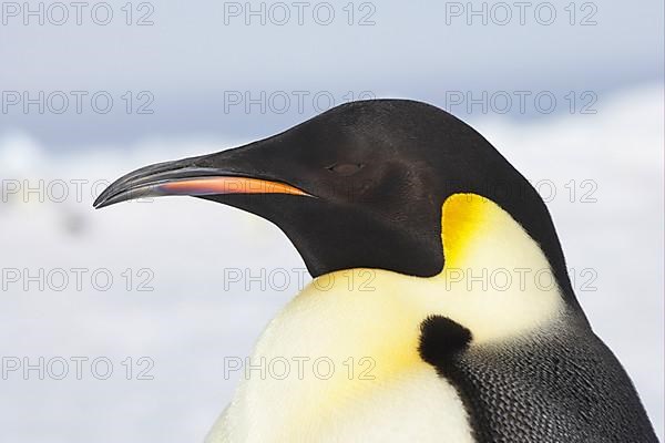 Emperor penguin