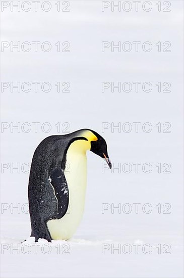 Emperor penguin