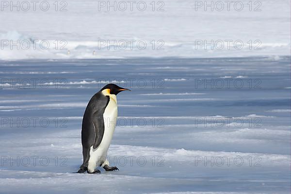 Emperor penguin