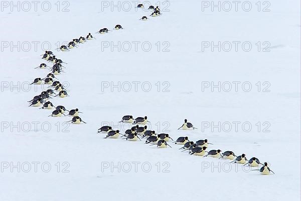 Emperor penguin