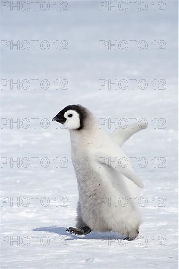 Emperor penguin